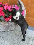Boston Terrier- piesek, ZkwP, FCI!