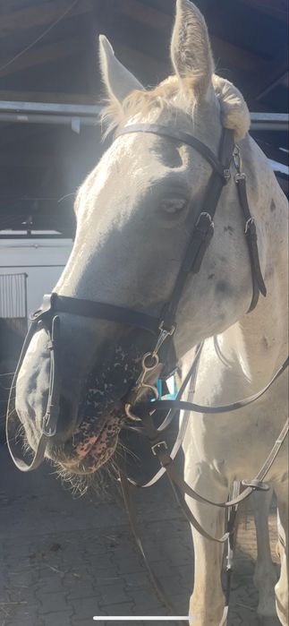 Oglowie dyon full brazowe