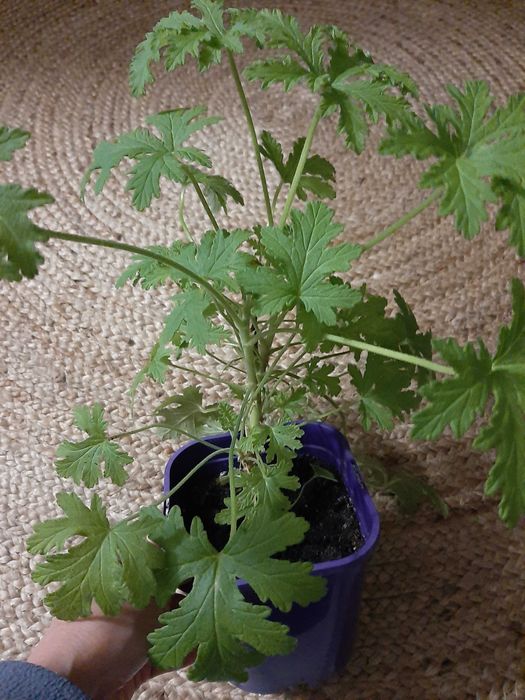 Kwiat anginka geranium. Leczniczy