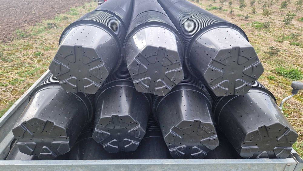 Jodła Kaukaska (Abies Nordmanniana) w donicy ukorzeniona 30cm