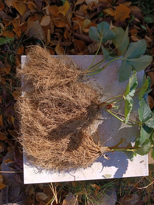 Sadzonki truskawki vibrant