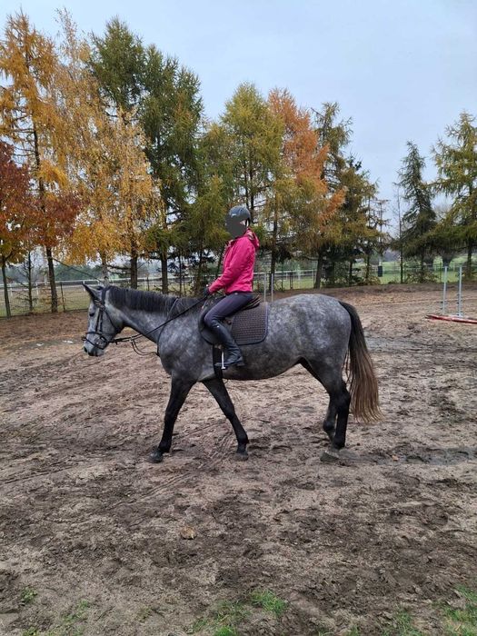 Sprzedam wałacha z linii po Cornet Obolensky, Tjungske kwp