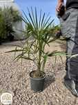 Szorstkowiec Fortunego, Trachycarpus fortunei, pień 5-10,15-20cm,palma