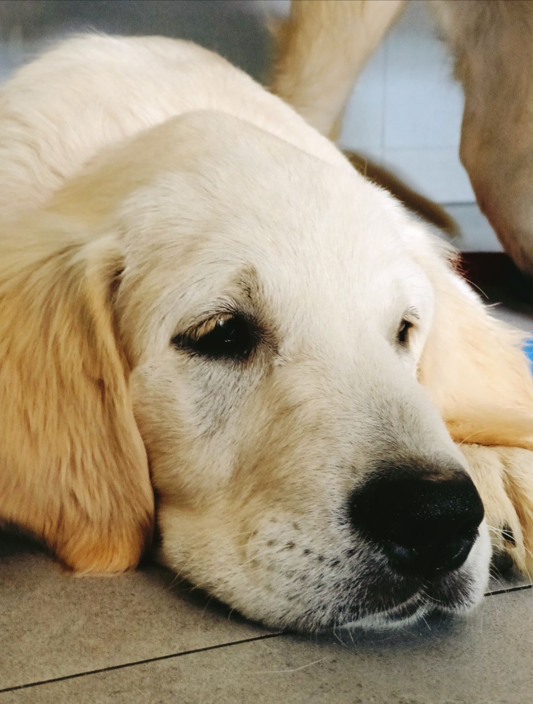 Zapowiedź miotu Golden retriever FCI