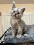 Kocurek Maine Coon rodowod FPL+ wyprawka