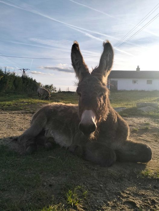 Ośliczka, osioł, oślica