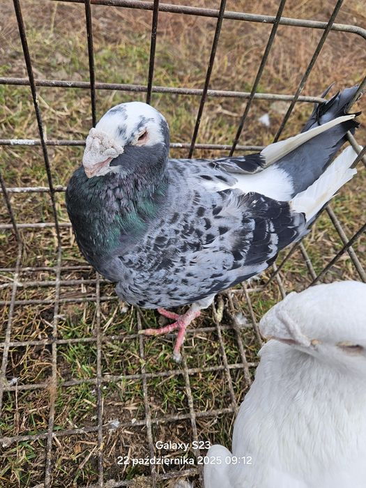 Gołębie  Garbinosy