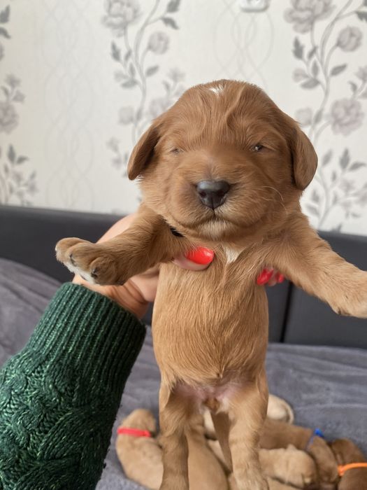 Cockapoo! Piekne maluszki!
