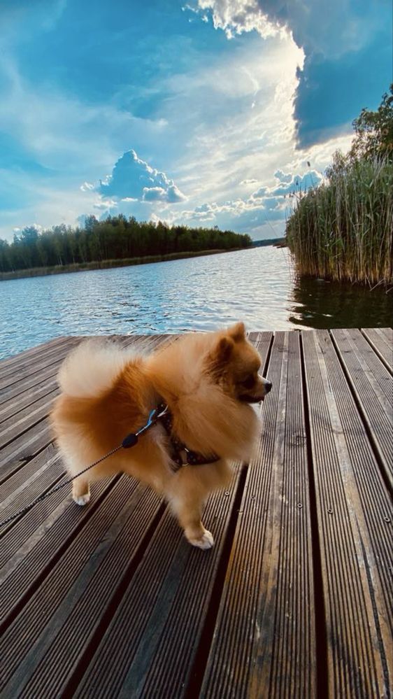 Reproduktor Szpic miniaturowy pomeranian