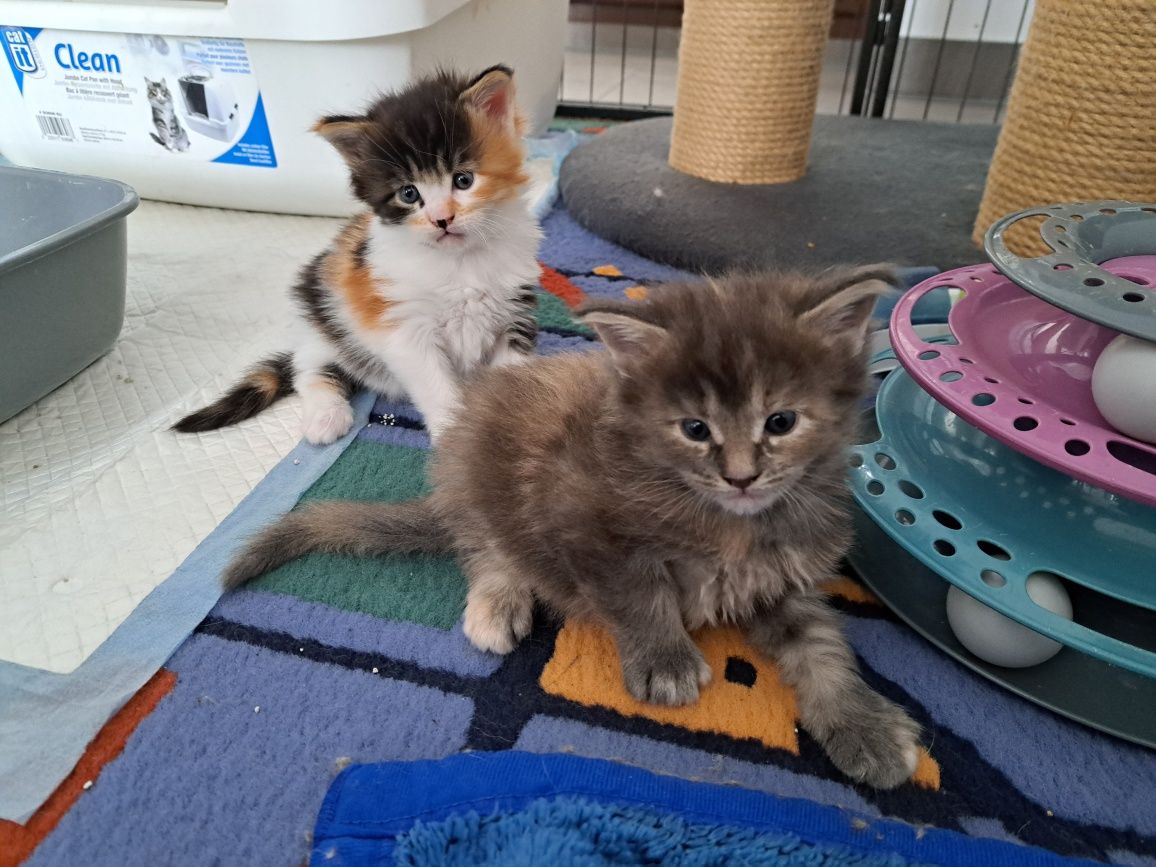 Kotka Maine Coon