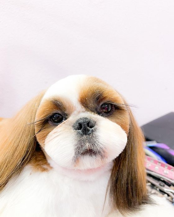 Нереально красивай кобель ши-тцу на вязку