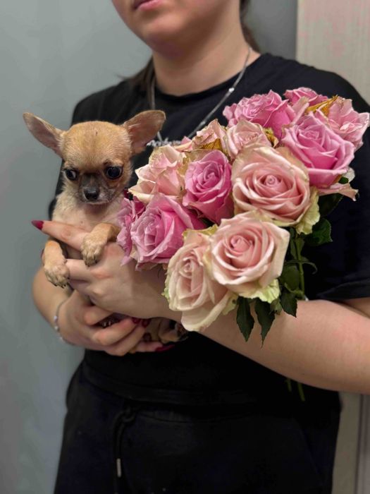 Чихушка Дівчинка карамельна з підпалом