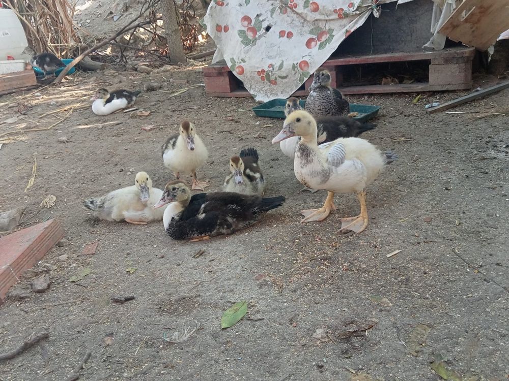 Perus e patos  e galos
