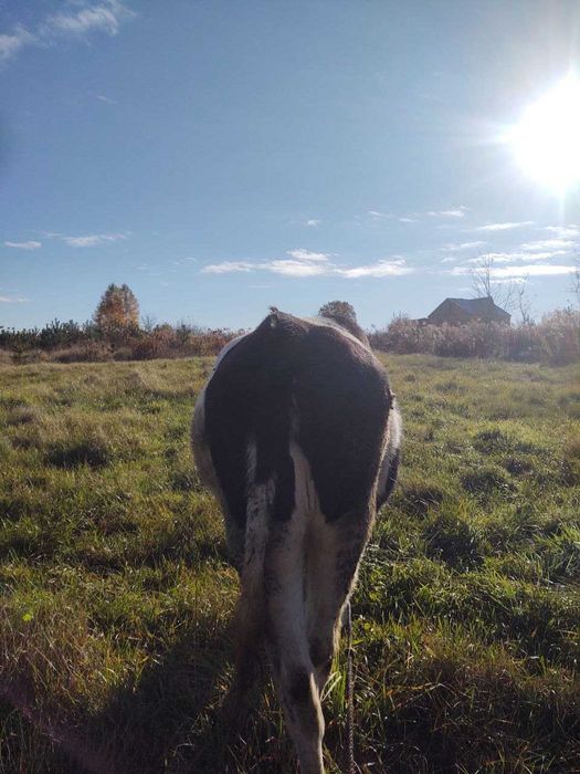 Продаю телицю молоду 1,5 років ,тільна 3 місяці