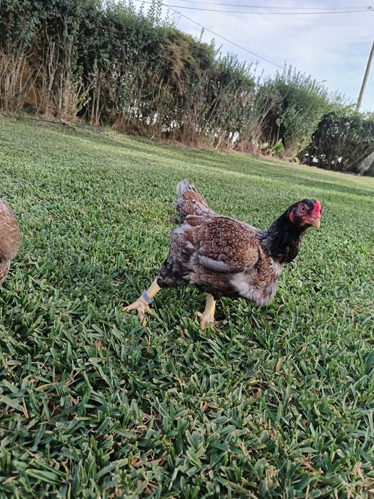 TOP 10 CORNISH azuis e pardos