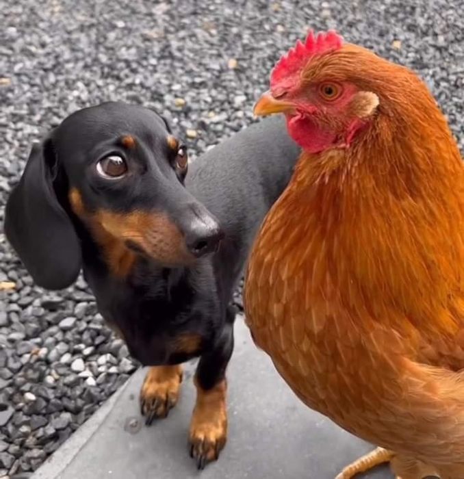 Чарівні та милі дівчинки і хлопчики