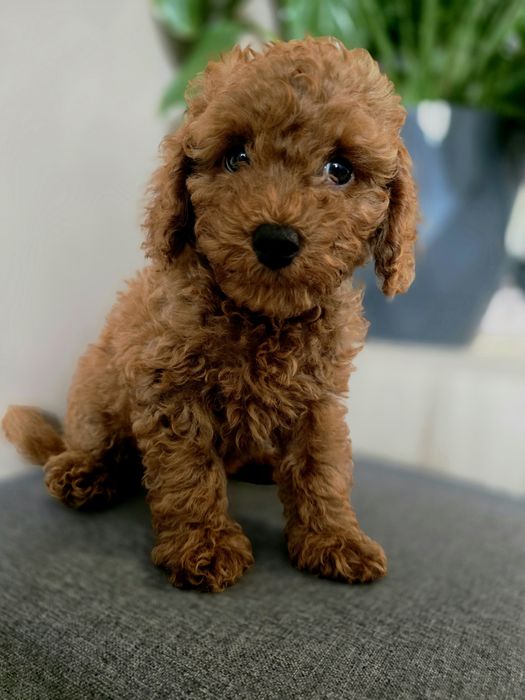 Pudel toy  piękny chłopiec red gotowy na zmianę domu