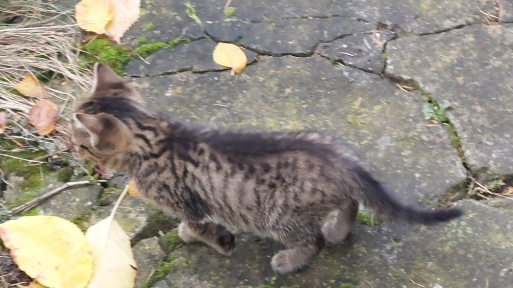 Oddam małe 3 koty i 3 kotki