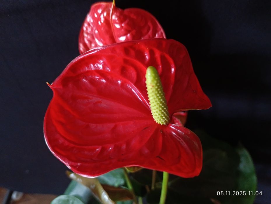 Антуріум,,Madural,,