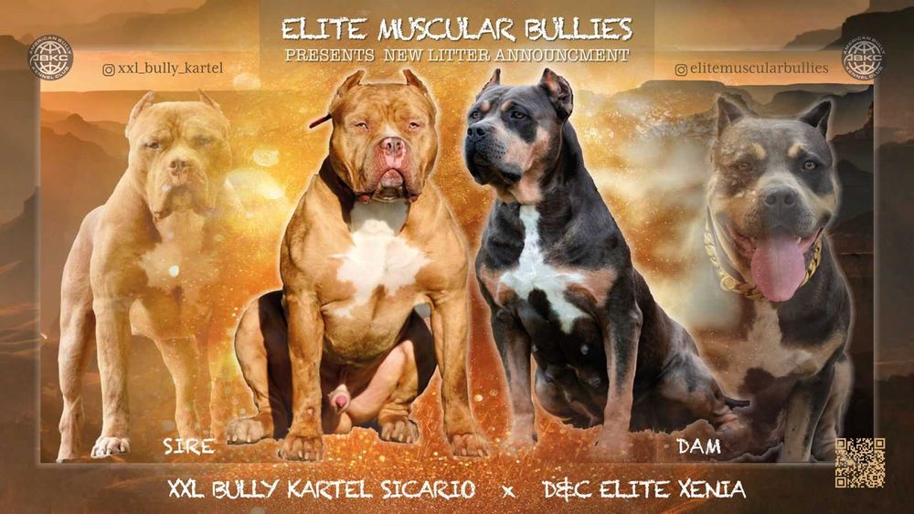 American bully xl