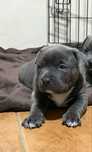 American bully pocket