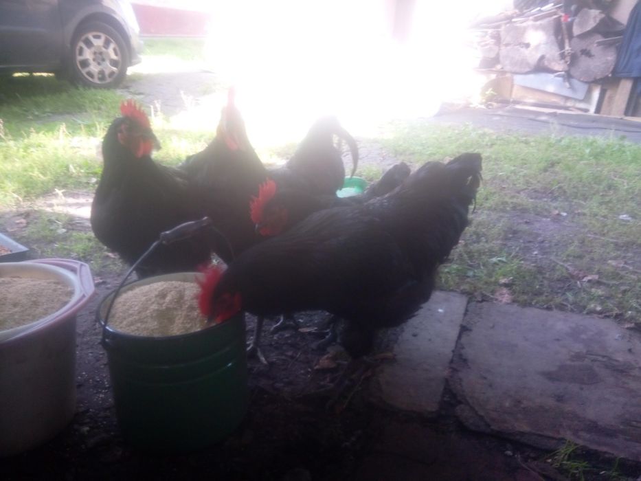 Півні джерсійський гігант