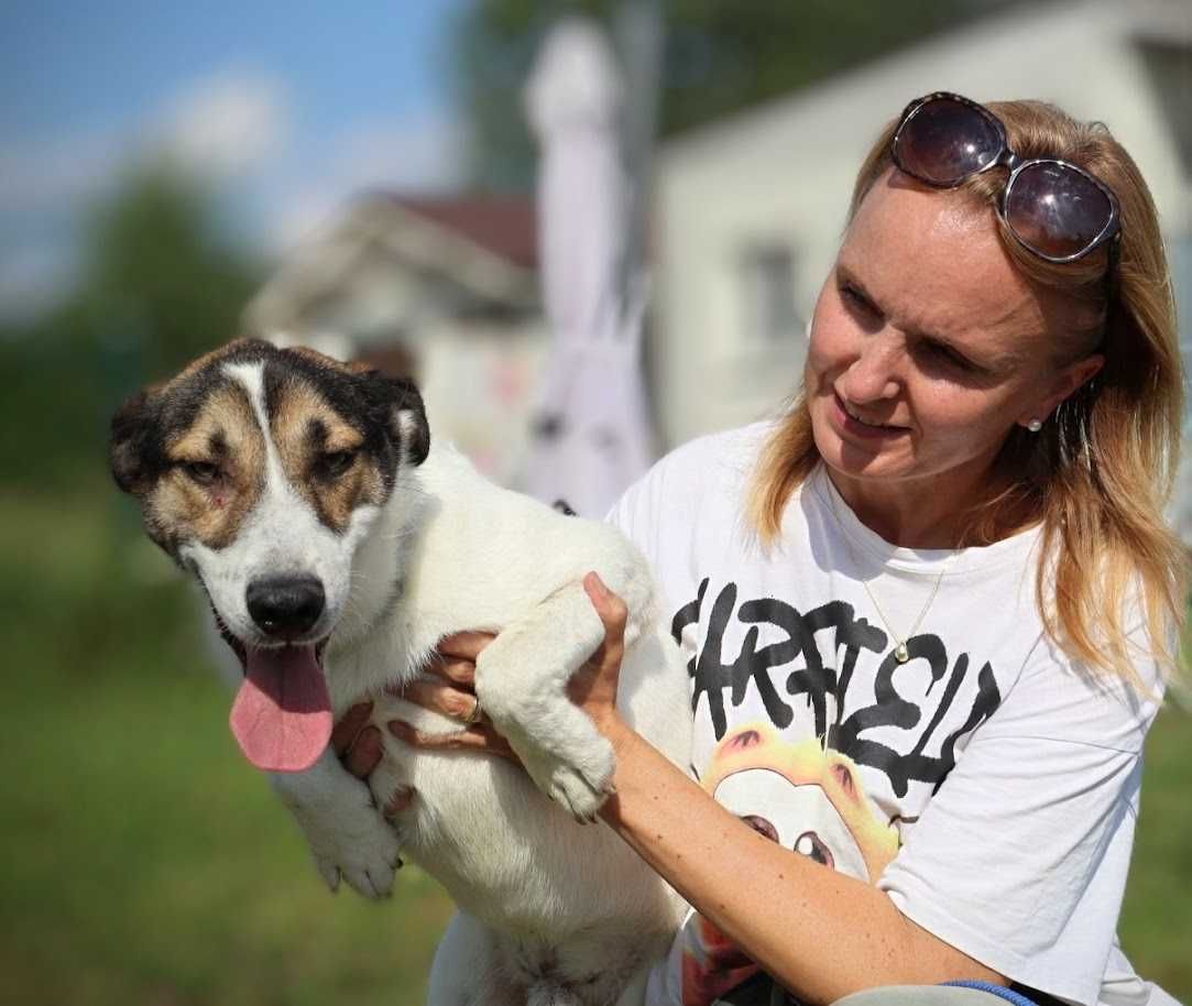 wesoły, przyjazny, młody piesek czeka na dom