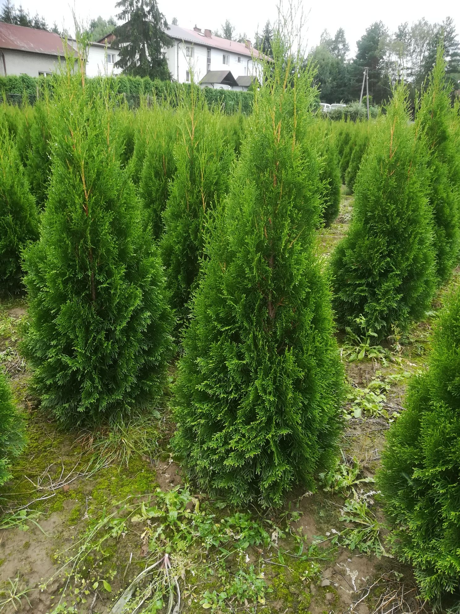 Tuja thuja tuje szmaragd 100 cm