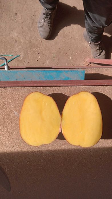 Прод товарну картоплю!