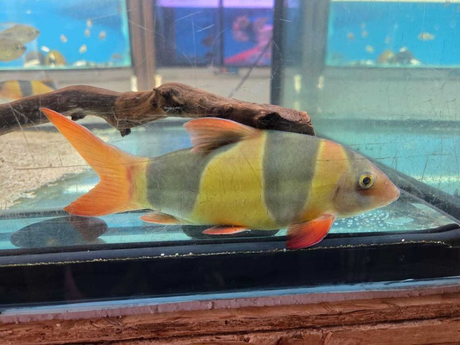 Botia palhaço \ Chromobotia macracanthus  18-20cm