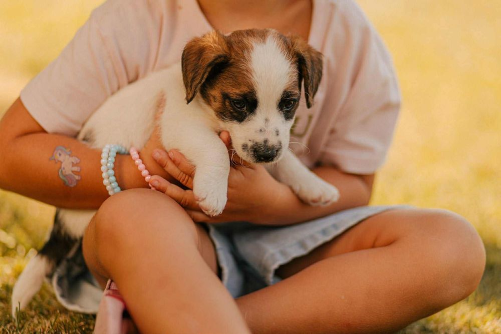 Jack Russell Terrier