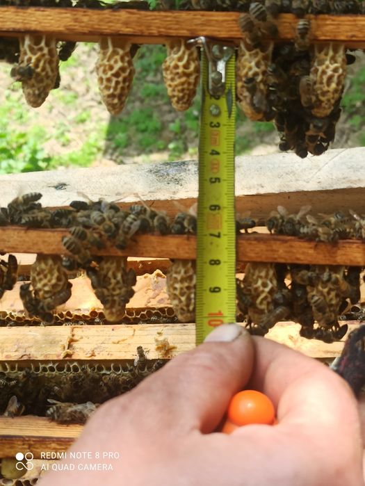 Матки Бакфаст F1 вільного обльоту