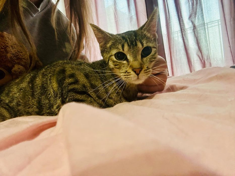 Lucek piękny bury kot poleca sie do adopcji