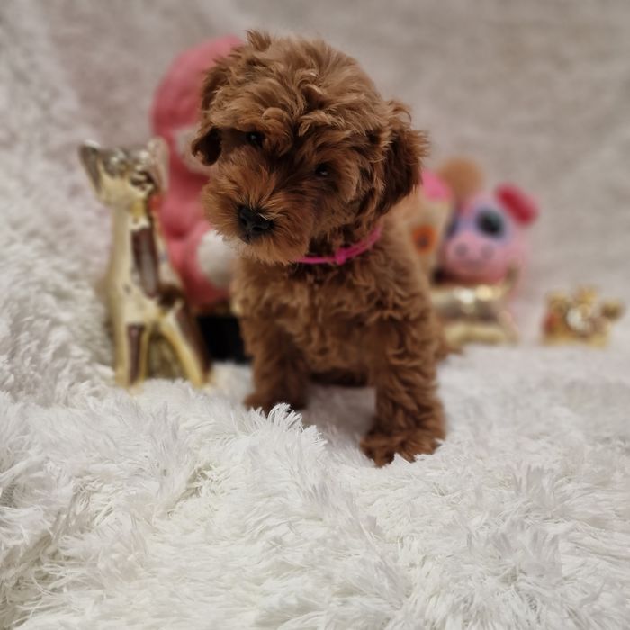 Xxs mini Suczka maltipoo fb1 red-brown brown