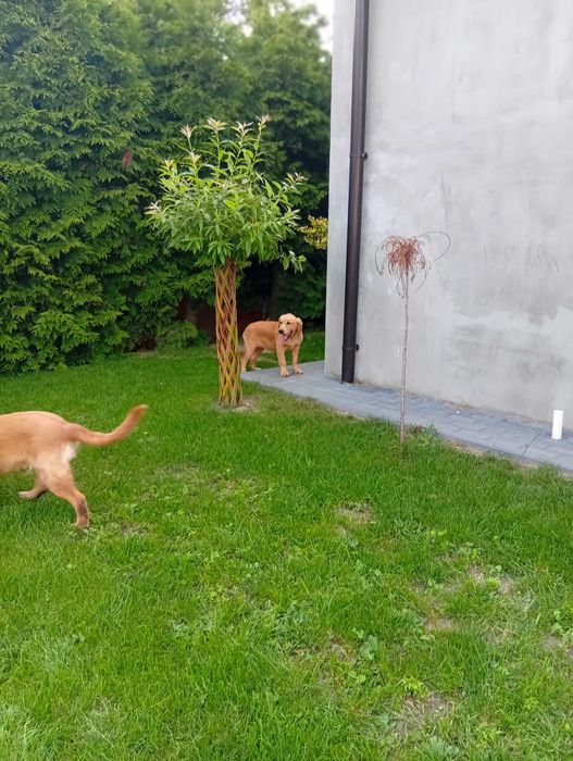 Szczenię golden retriever do odbioru