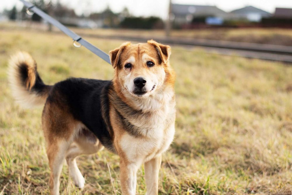 DIBON - dojrzały ale pełen wigoru i miłości do człowieka psiak
