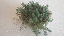 Седум, sedum dasyphyllum