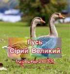 Гусь Серый Большой инкубационное яйцо продажа
