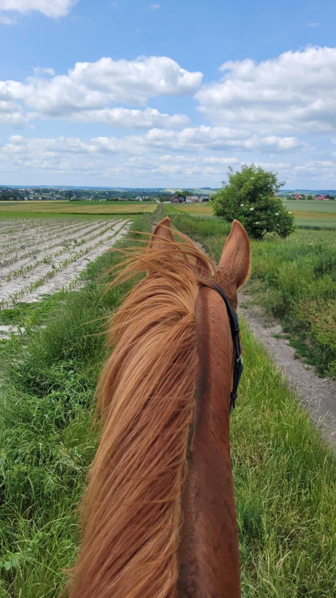 Wałach 9 lat 170 do lekkiej jazdy