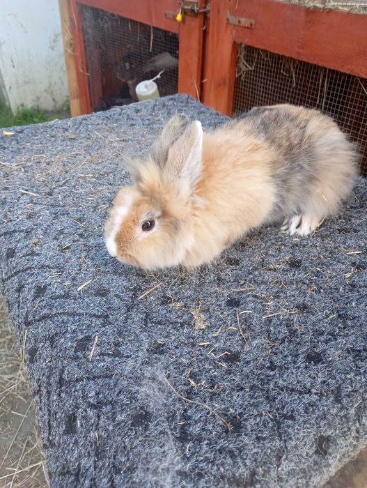 Sprzedam karzełka Teddy oraz samczyka  Teddy