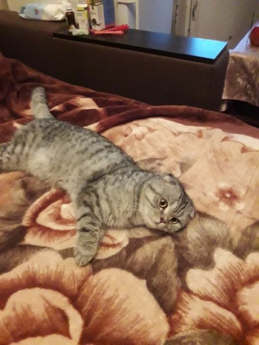 Кот на вязку с опытом.