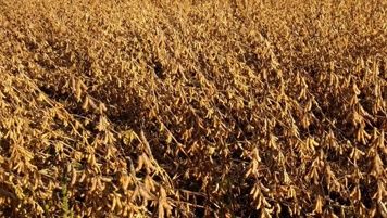 Семена сои под раундап