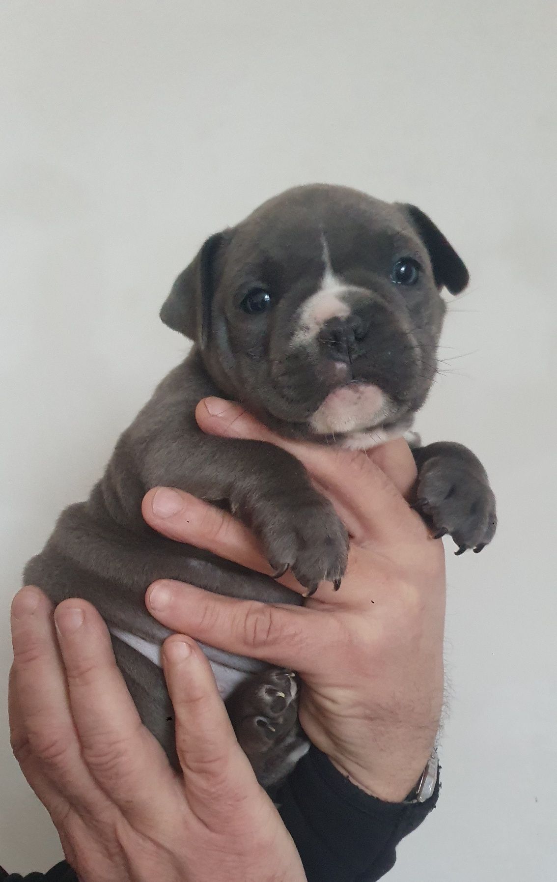 Мініатюрна дівчинка American bully. амбуллі