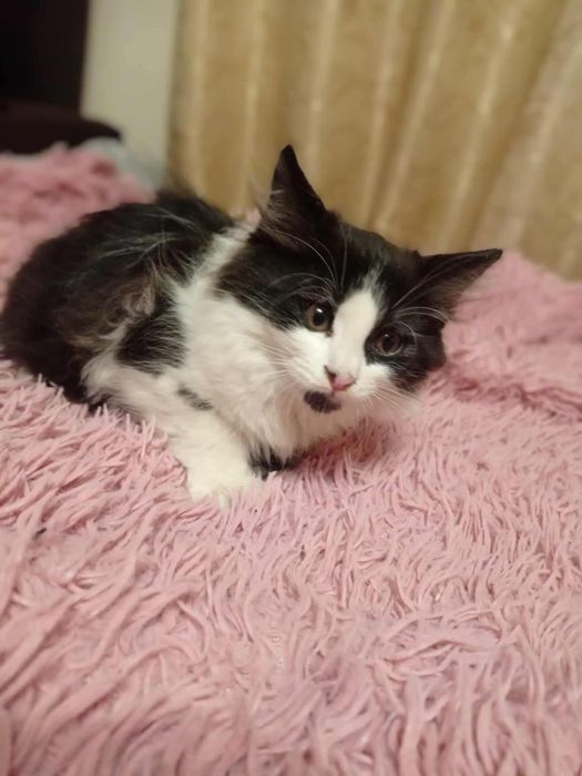 młody długowłosy kocur do adopcji