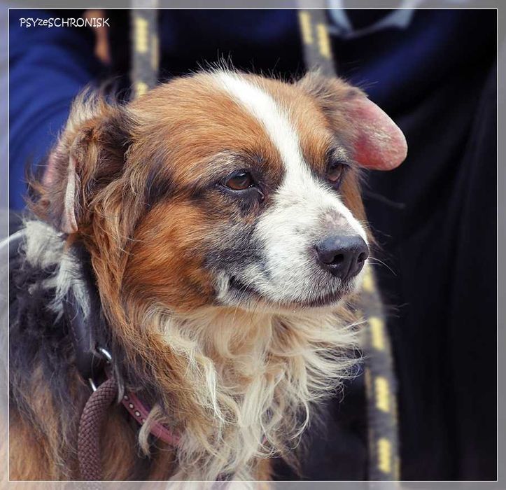 Bazu – ma tylko jedną wadę – nie jest pierwszej młodości