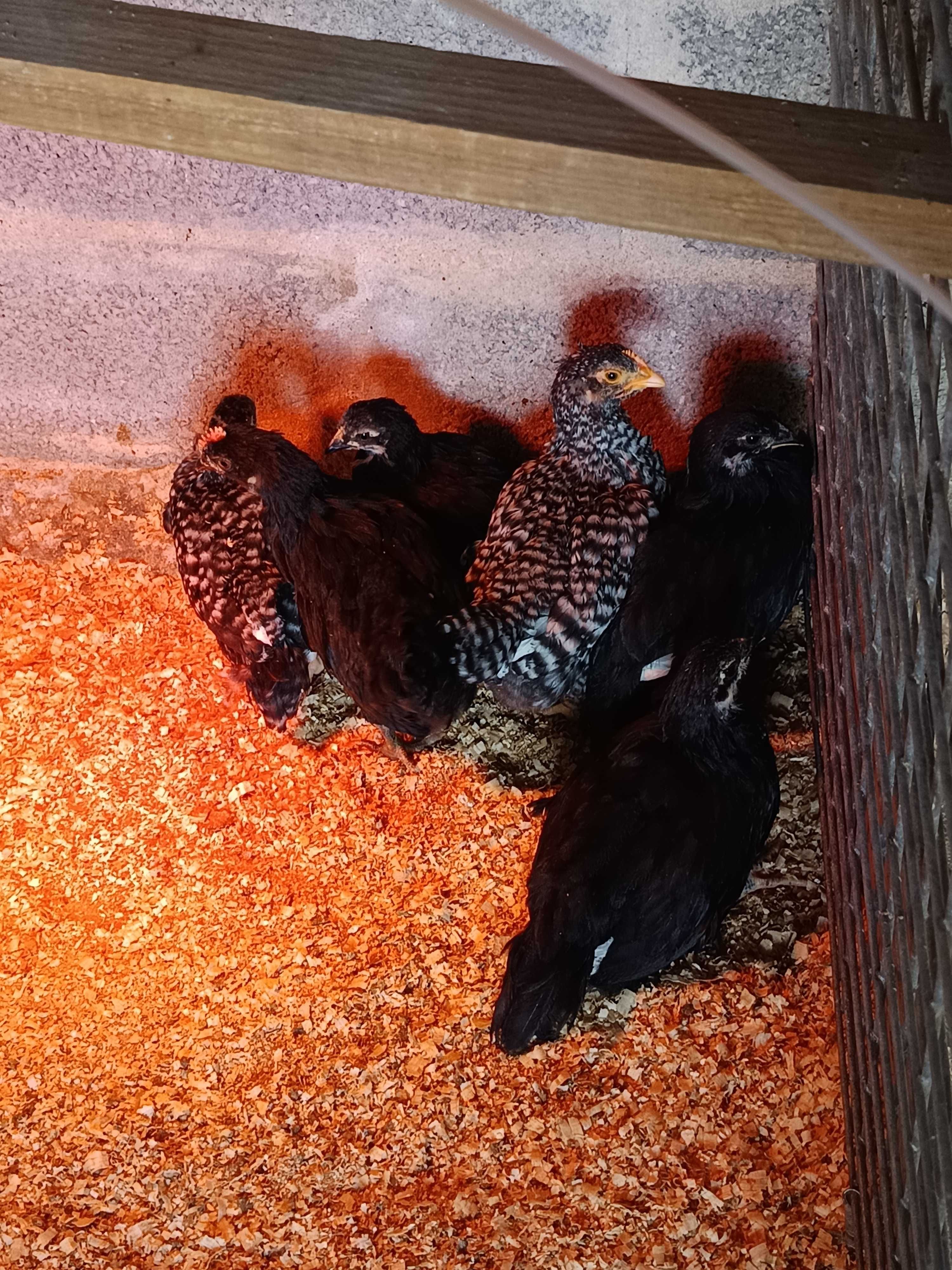 Pintos de várias raças puras