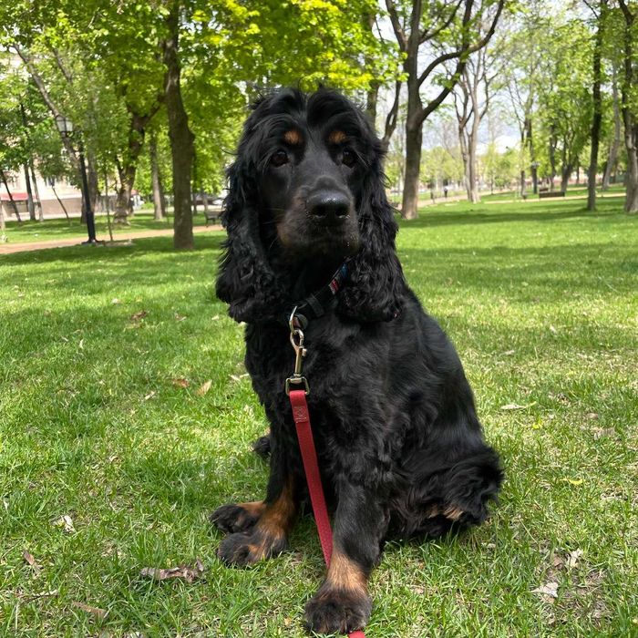 Хлопчик англійського кокер-спанієля ЄС є