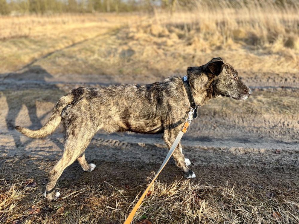 Melanż – piękny pies do adopcji