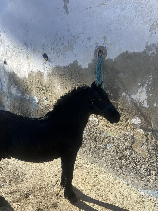 Ponéi Montado e Engatado