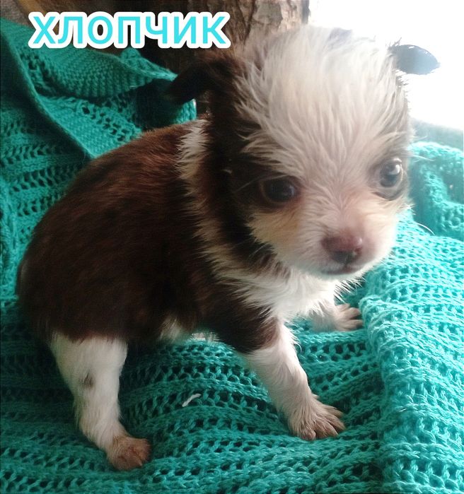Собака мілкої породи